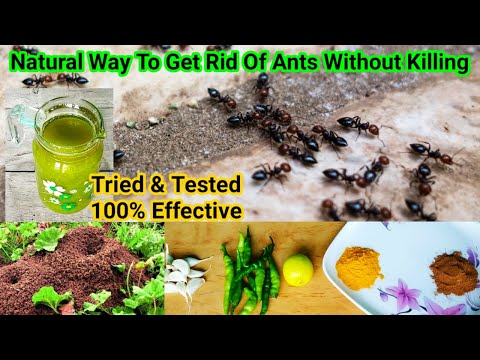 Video: Cum să împiedici furnicile de viță de vie, legume și flori înflorite