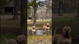 Najlepsza Rasa - Xl American Bullies ...