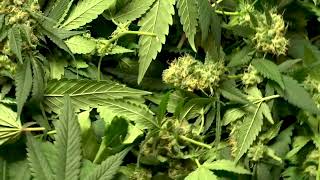 LEARN HOW TO MAKE EDIBLES THAT'LL TREAT YOUR SPECIFIC AILMENTS ON MonaLisaLuvsMaryJane.com
