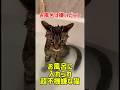 お風呂に入れられ超不機嫌な猫 #猫 #猫のいる暮らし #ねこ #ねこ #adorably #ショート動画 #cat #子猫 #猫のいる生活 #かわいい
