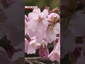 Rare bloomers: New cherry species peaks in the Kumano mountainsーNHK WORLD-JAPAN NEWS #shorts