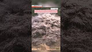 Rare bloomers: New cherry species peaks in the Kumano mountainsーNHK WORLD-JAPAN NEWS #shorts