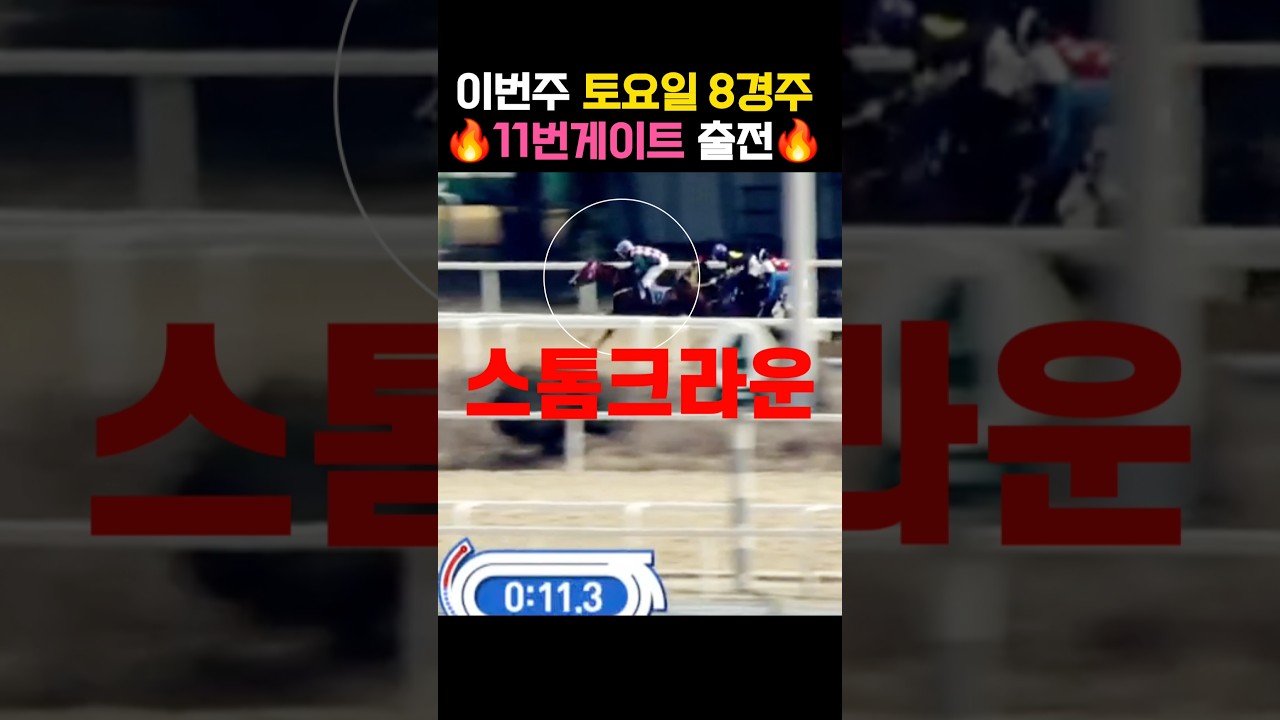 이번주 출전마 소개 #서울경마 #토요8경주 #스톰크라운