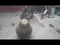 神戸動物王国ミーヤキャット