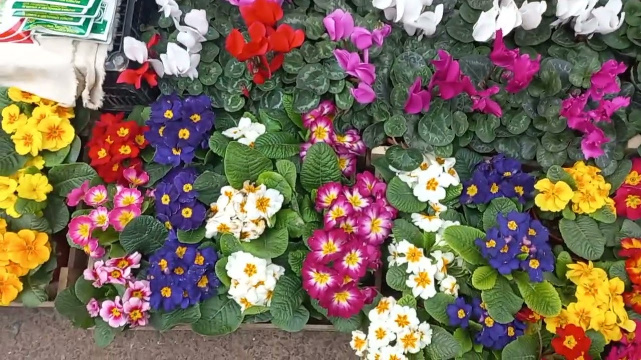 27 ФЕВРАЛЬ ТОШКЕНТ ЧОРСУ ГУЛЛАРИ🌷🪻⚘️🌷🪻⚘️🍀🪴🌲🍀🪴🌲🍀🍁🍀