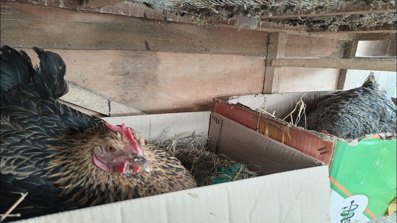 HOW TO MAKE A HEN GO BROODY, HOW BRAKE A HEN FROM GOING BROODY & CARE