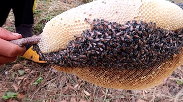 Bắt Được Tổ Ong Ruồi Kì Lạ Nhất Từ Trước Đến Bây Giờ