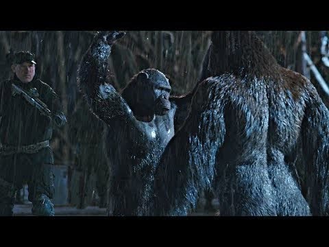 Rocket Vs Red Donkey - Fight Scene | War For The Planet Of The Apes Lowi