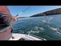 Crazy Longtail Tuna scene 2024 Port Stephens