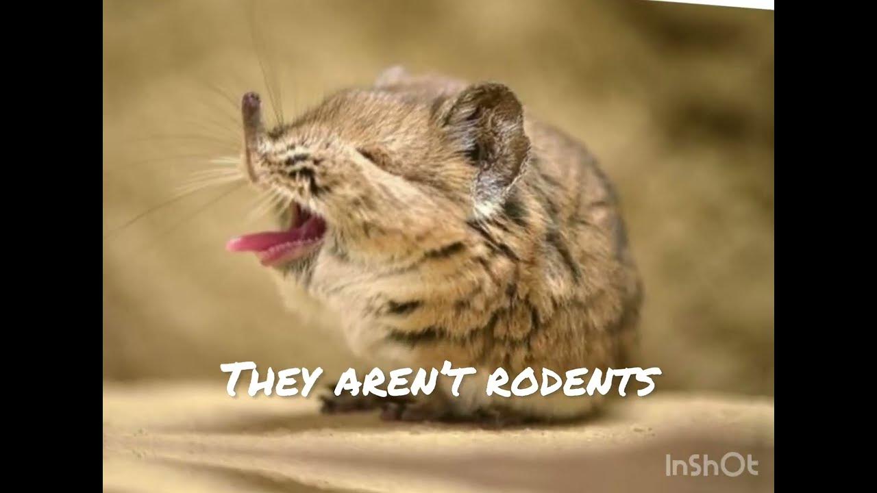 Amazing facts about Elephant Shrews - YouTube