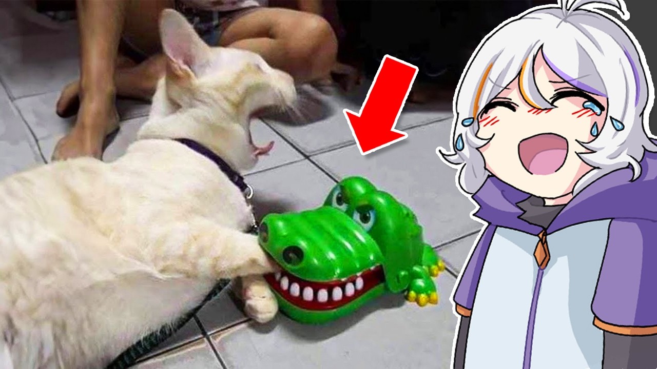 LOS VIDEOS MAS GRACIOSOS DE GATITOS Y PERRITOS 😂😂