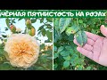 ЧЕРНАЯ ПЯТНИСТОСТЬ РОЗ. Простое аптечное средство для лечения роз.