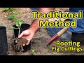 Rooting Fig Cuttings | Rooting in the Summer using the “Traditional Method”