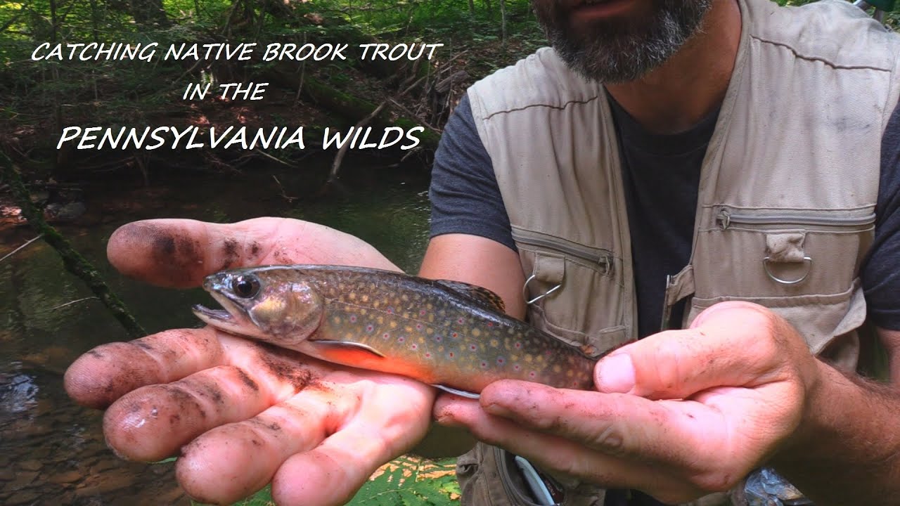 FISHING THE BEST TYPE OF STREAMS / THE NATIVE BROOK TROUT IN THE PA WILDS / OUTDOOR SAFETY TIPS