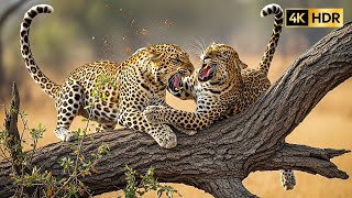 Animal Kingdom 4K – Real Wildlife Moments in Calm Nature Scenery screenshot 5