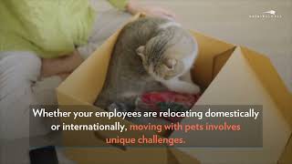 Factors To Consider When Moving With a Pet Around the World