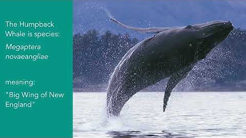 Communication Complexity as a Measure of Intelligence | Laurance Doyle