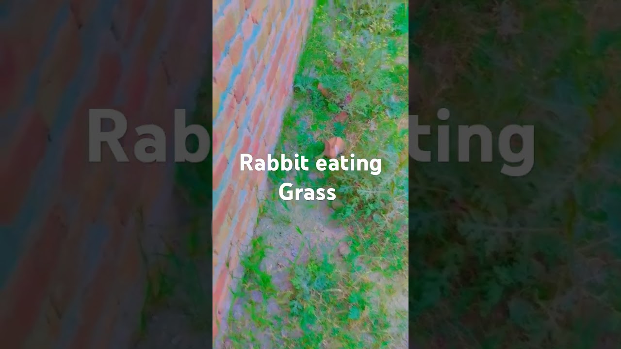 rabbit baby eating grass