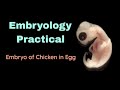 Embryo of Chicken in Egg | Embryology Practical