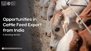 Opportunities in Cattle Feed Export from India: A Growing Market