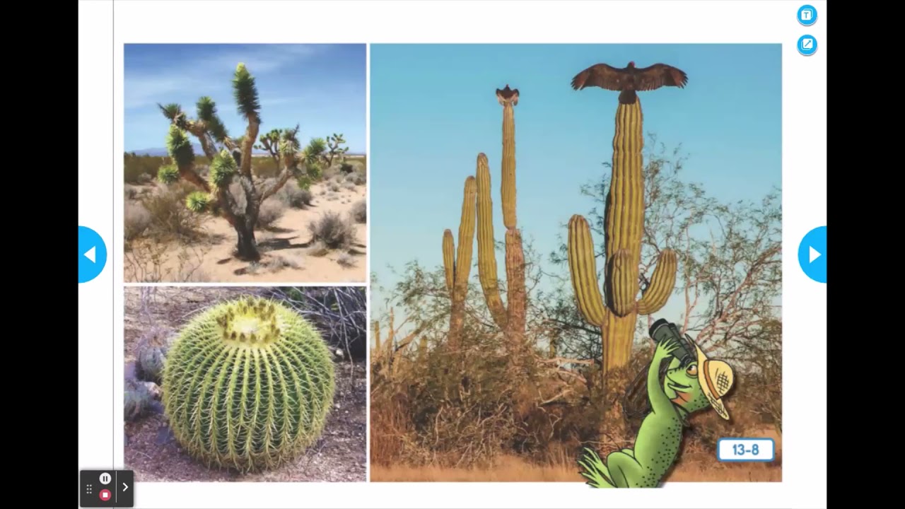 DESERT HABITAT YouTube