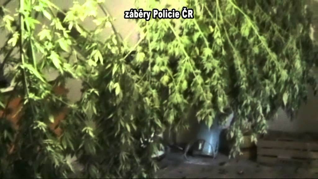 TV Slovácko: Sklizeň marihuany na Uherskohradišťsku