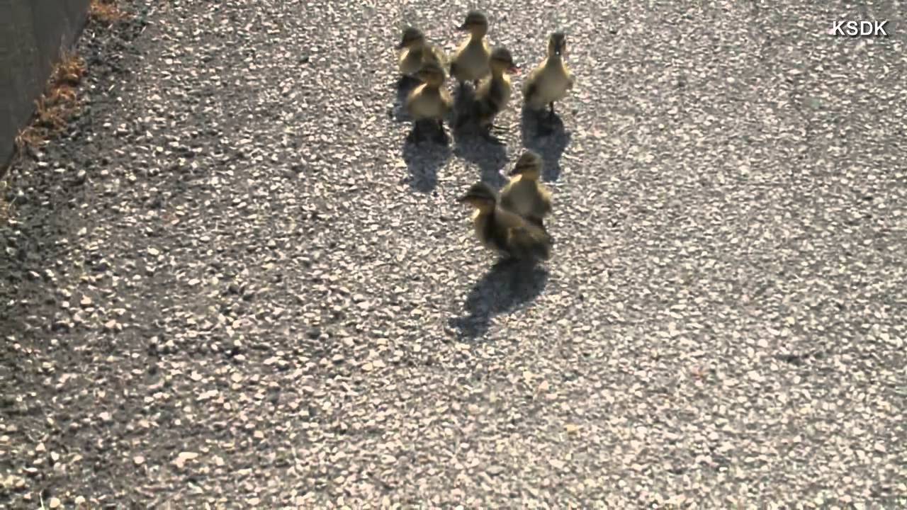 Ducklings rescued before crossing busy road