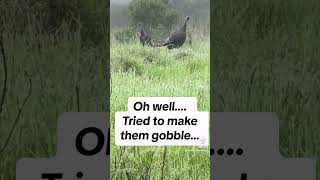 Henned up Gobblers! How do you call them- don’t!!! Call the hen.
