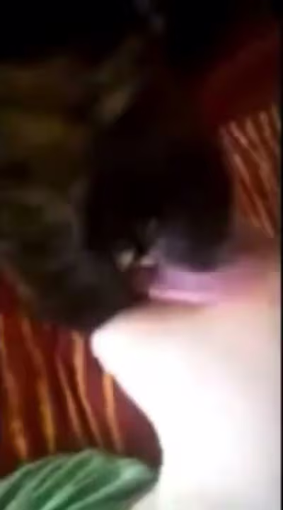 Dog Licks Boys Face