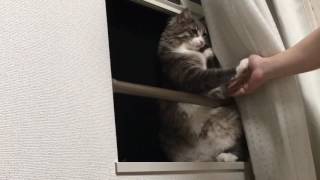 脂肪をチェックされる猫 ノルウェージャンフォレストキャットCheck the fat.Norwegian Forest Cat.