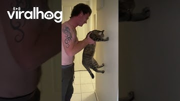 Tuxedo Cat Fails Intelligence Test || ViralHog