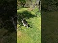 #katzen