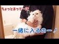 どうしても一緒にトイレに入りたい猫