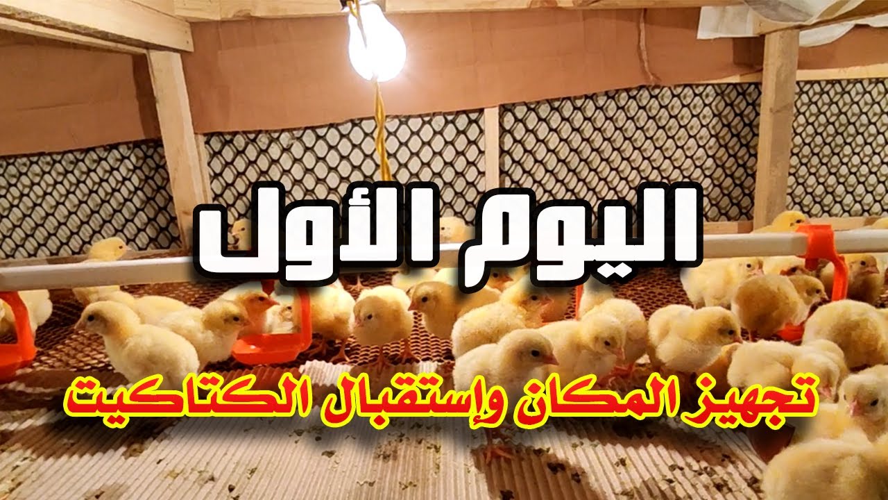 اليوم الأول | تربية الفراخ البيضاء في الشتاء في البطاريات وتجهيز التحضين واستقبال الكتاكيت