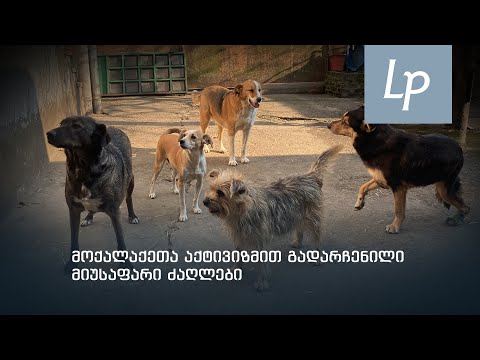 ისევ მშივრები, ისევ ქუჩაში - მოქალაქეთა აქტივიზმით გადარჩენილი სიცოცხლეები