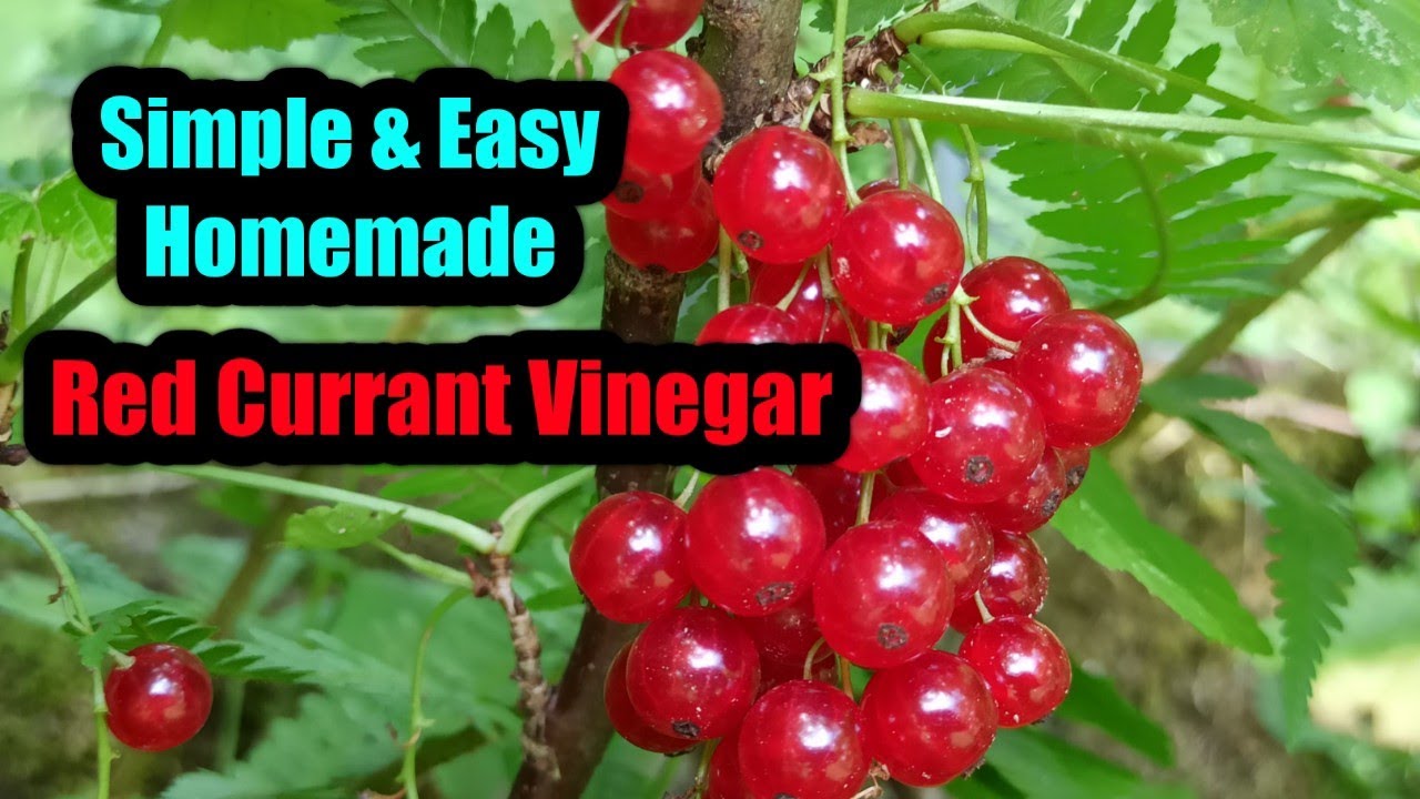 SIMPLE & EASY HOMEMADE RED CURRANT VINEGAR YouTube