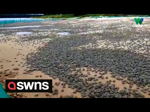 Amazing footage shows world's largest hatching of baby turtles along South American River | SWNS