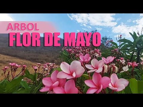 Video: ¿Para flores de mayo?