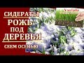 СИДЕРАТЫ ПОД ЗИМУ -РОЖЬ..СЕЕМ ПОД ДЕРЕВЬЯ..ДЛЯ ПЛОДОРОДИЯ ,ДЛЯ РЫХЛОСТИ  ПОЧВЫ..БОРЬБА С СОРНЯКАМИ