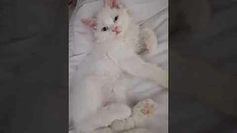 Video 1263771: turkish angora kitten, beautiful turkish angora, cute cat