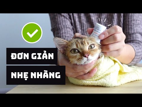 Cách NHỎ TAI Cho Mèo 😸✅ | Hướng Dẫn Chi Tiết Từng Bước