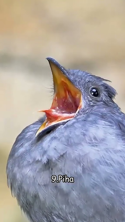 Bermacam suara burung  ada juga yang bikin takut #bird #birds #burunglucu #burungkicau #suaraburung