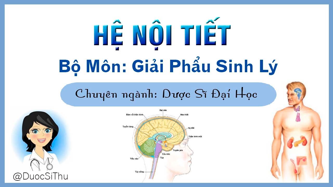 Giải Phẩu Hệ Nội Tiết - Bài Giảng Sinh Lý - Chuyên ngành Dược Sĩ Đại Học