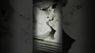 LPS Begin Again MV