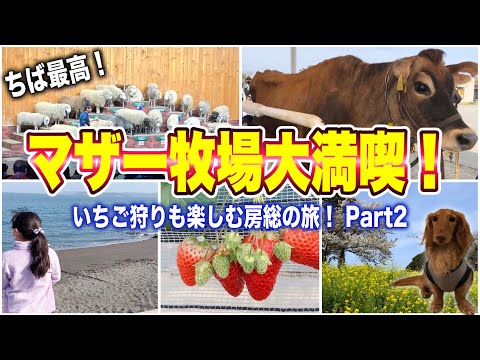 【千葉旅行②】マザー牧場で一日遊ぶとこうなります♪、富浦いちご狩りセンター！わん’ｓＬＡＮＤ館山に宿泊♬房総半島の魅力を堪能する観光グルメ旅♬これを見れば絶対千葉に行きたくなる！おもしろ半島千葉♬