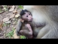 Life of monkeys Ep56, baby monkey with mom, monkey eating lotus,monkey p...