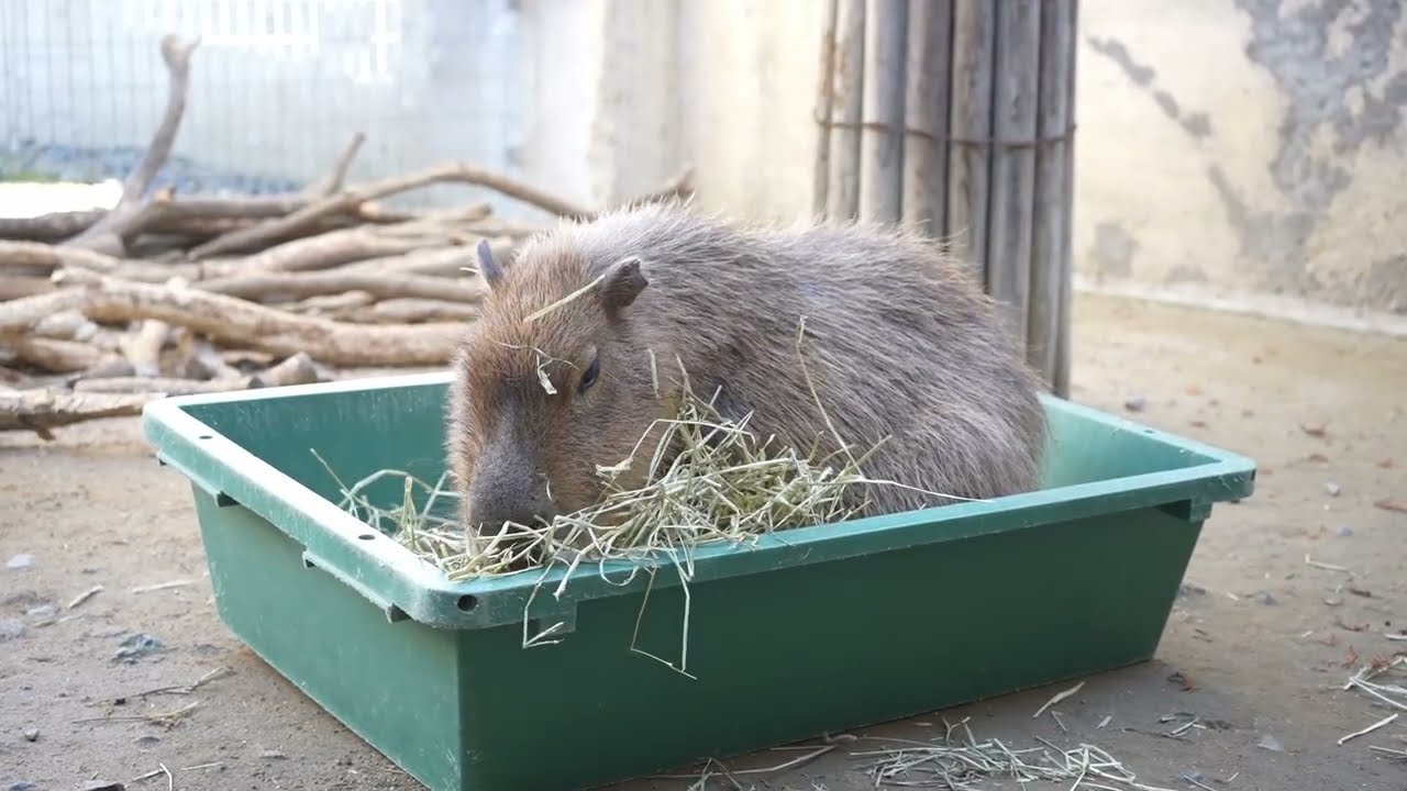 カピバラさん - YouTube