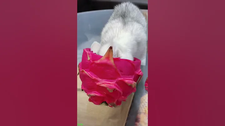 Video 11101871: laugh funny cats talking, talking cat angry, kitten meowing, cat lovers