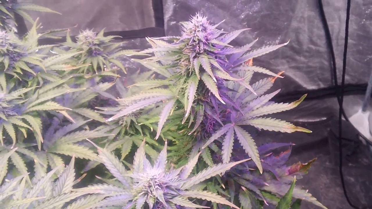Climax Autoflower Ch9 Seeds Day 40