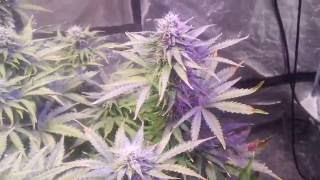 Climax Autoflower Ch9 Seeds Day 40